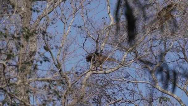 Brüllaffen Alouatta Klettern Durch Die Baumkronen Sumpfgebiet Des Pantanal Brasilien — Stockvideo