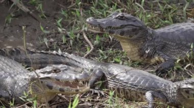 Timsah, Transpantaneira çakıl yolunun kıyısında Porto Jofre 'ye doğru Pantanal' dan geçiyor. Brezilya 'nın en büyük bataklık bölgesi..