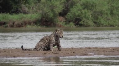 Jaguar, Panthera onca, Amerika 'nın yerlisi, dünyanın en büyük bataklık bölgesi olan Pantanl nehri boyunca avlanan, Brezilya' nın Porto Jofre kentindeki Transpantaneira yakınlarında yaşayan yalnız bir kedi..