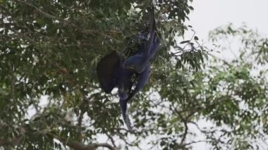 güzel mavi sümbül papağanı, Anodorhynchus sümbül, Pantanal 'ın ağaçlarından tırmanıyor, dünyanın en büyük bataklık bölgesi, transspanira yolu boyunca Brezilya' daki Porto Jofre 'ye doğru..