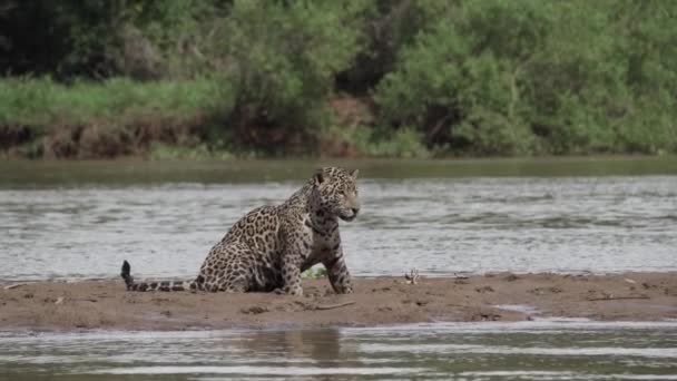 Jaguár Panthera Onca Velká Osamělá Kočka Původem Ameriky Lovící Podél — Stock video