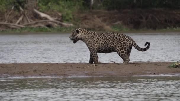 Jaguar Panthera Onca Grand Chat Solitaire Originaire Des Amériques Chasse — Video