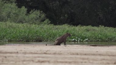 Jaguar, Panthera onca, Amerika 'nın yerlisi, dünyanın en büyük bataklık bölgesi olan Pantanl nehri boyunca avlanan, Brezilya' nın Porto Jofre kentindeki Transpantaneira yakınlarında yaşayan yalnız bir kedi..