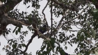 güzel mavi sümbül papağanı, Anodorhynchus sümbül, Pantanal 'ın ağaçlarından tırmanıyor, dünyanın en büyük bataklık bölgesi, transspanira yolu boyunca Brezilya' daki Porto Jofre 'ye doğru..