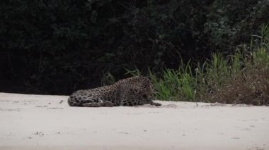 Yaralı erkek Jaguar, Panthera onca, Amerika 'ya özgü büyük yalnız bir kedi, dünyanın en büyük bataklık bölgesi olan Pantanl nehrinin kıyısında, Transpanira yakınlarında, Porto Jofre Brazil.