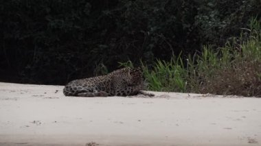 Yaralı erkek Jaguar, Panthera onca, Amerika 'ya özgü büyük yalnız bir kedi, dünyanın en büyük bataklık bölgesi olan Pantanl nehrinin kıyısında, Transpanira yakınlarında, Porto Jofre Brazil.