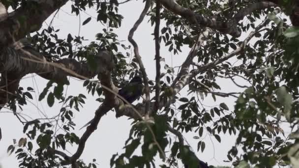 Güzel Mavi Sümbül Papağanı Anodorhynchus Sümbül Pantanal Ağaçlarından Tırmanıyor Dünyanın — Stok video