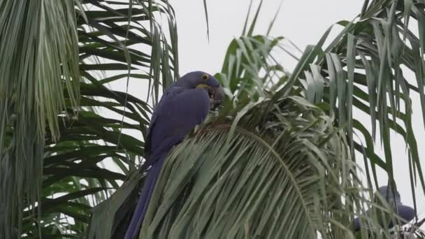 Beautiful Blue Hyacinth Macaw Anodorhynchus Hyacinthinus Climbing Trees Pantanal Biggest — Stock Video