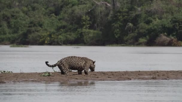 Jaguar Panthera Onca Gran Gato Solitario Nativo Las Américas Cazando — Vídeos de Stock