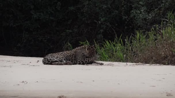 Sérült Férfi Jaguar Panthera Onca Egy Nagy Magányos Macska Őshonos — Stock videók