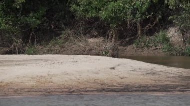 Jaguar, Panthera onca, Amerika 'nın yerlisi, dünyanın en büyük bataklık bölgesi olan Pantanl nehri boyunca avlanan, Brezilya' nın Porto Jofre kentindeki Transpantaneira yakınlarında yaşayan yalnız bir kedi..