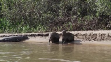 Daha büyük kapibaralar, Hydrochoerus hydrochaeris, Brezilya 'nın pantanal bölgesindeki bir kaymanın hemen yanındaki dünyanın en büyük kemirgenidir..
