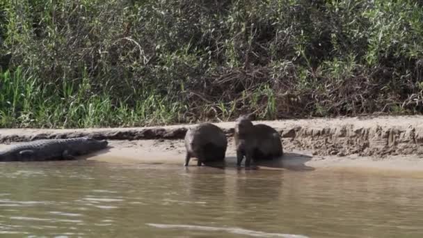 Grotere Capibara Hydrochoerus Hydrochaeris Het Grootste Knaagdier Ter Wereld Direct — Stockvideo