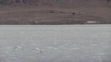 Pembe Flamingo sürüsü, Bolivya dağlarının And Dağları 'ndaki Altiplano' nun yüksek irtifasında renkli bir gölde toplanıyor..