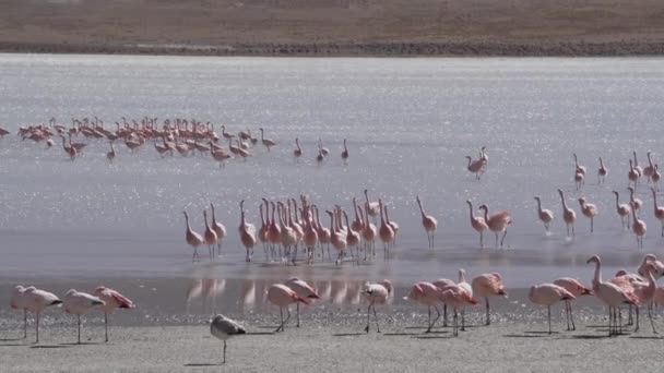 一群粉红的火烈鸟聚集在玻利维亚高地阿尔卑斯高原一个五彩斑斓的泻湖中 — 图库视频影像