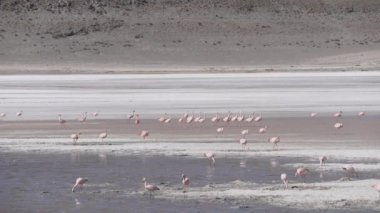 Pembe Flamingo sürüsü, Bolivya dağlarının And Dağları 'ndaki Altiplano' nun yüksek irtifasında renkli bir gölde toplanıyor..