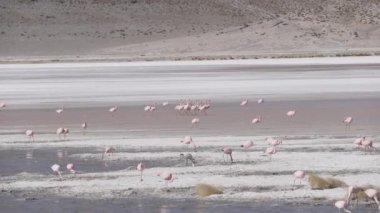 Pembe Flamingo sürüsü, Bolivya dağlarının And Dağları 'ndaki Altiplano' nun yüksek irtifasında renkli bir gölde toplanıyor..