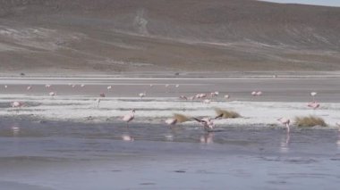 Pembe Flamingo sürüsü, Bolivya dağlarının And Dağları 'ndaki Altiplano' nun yüksek irtifasında renkli bir gölde toplanıyor..
