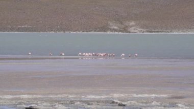 Pembe Flamingo sürüsü, Bolivya dağlarının And Dağları 'ndaki Altiplano' nun yüksek irtifasında renkli bir gölde toplanıyor..