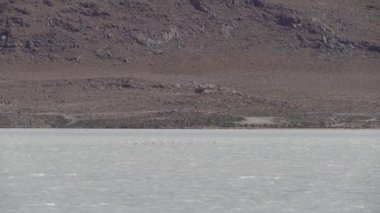Pembe Flamingo sürüsü, Bolivya dağlarının And Dağları 'ndaki Altiplano' nun yüksek irtifasında renkli bir gölde toplanıyor..