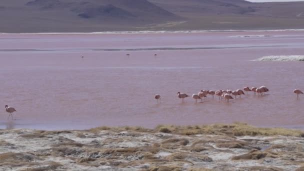 Kelompok Flamingo Merah Muda Berkumpul Perairan Asin Laguna Colorada Yang — Stok Video