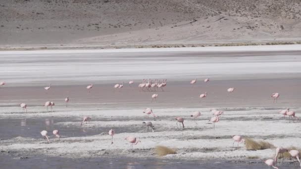 Rebaño Flamencos Rosados Reunidos Una Colorida Laguna Gran Altitud Del — Vídeo de stock