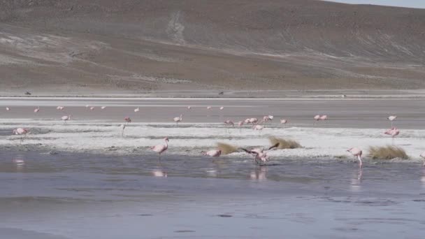 볼리비아의 고지의 안데스 산맥의 플라노의 고도에서 다채로운 석호에 모이는 분홍색 — 비디오