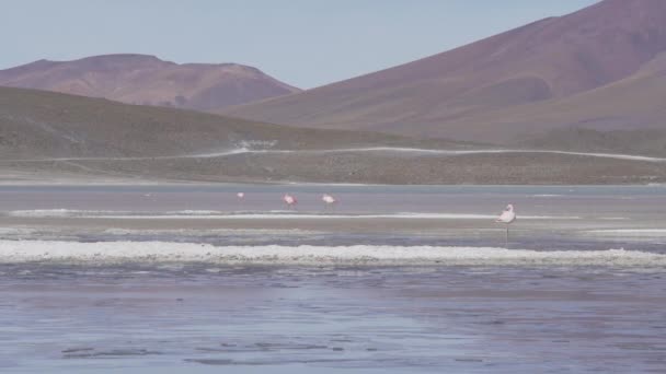 Стая Розовых Фламинго Собирается Красочной Лагуне Большой Высоте Альтиплано Андах — стоковое видео