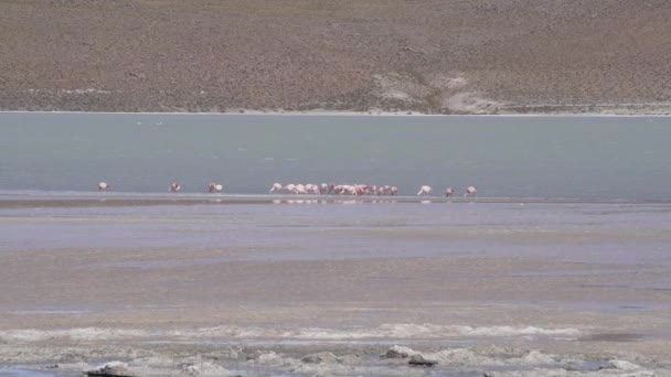 Σμήνος Ροζ Φλαμίνγκο Μαζεύεται Μια Πολύχρωμη Λιμνοθάλασσα Στο Μεγάλο Υψόμετρο — Αρχείο Βίντεο