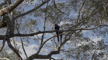 güzel mavi sümbül papağanı, Anodorhynchus sümbül, Pantanal 'ın ağaçlarından tırmanıyor, dünyanın en büyük bataklık bölgesi, transspanira yolu boyunca Brezilya' daki Porto Jofre 'ye doğru..