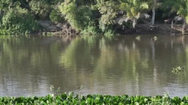 Büyük Capybara ailesi, Hydrochoerus hydrochaeris, Brezilya 'nın Pantanal bölgesindeki bir sığır çiftliğinin su birikintisindeki dünyanın en büyük kemirgenidir..