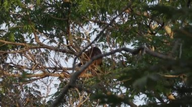 Uluyan maymunlar, Alouatta, Brezilya 'daki Pantanal' ın bataklık bölgesindeki ağaçların tepesinde tırmanıyorlar..