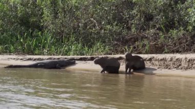 Daha büyük kapibaralar, Hydrochoerus hydrochaeris, Brezilya 'nın pantanal bölgesindeki bir kaymanın hemen yanındaki dünyanın en büyük kemirgenidir..