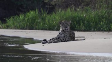 Yaralı erkek Jaguar, Panthera onca, Amerika 'ya özgü büyük yalnız bir kedi, dünyanın en büyük bataklık bölgesi olan Pantanl nehrinin kıyısında, Transpanira yakınlarında, Porto Jofre Brazil.