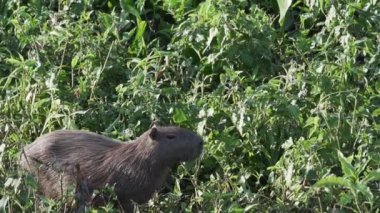 Büyük Capybara ailesi, Hydrochoerus hydrochaeris, Brezilya 'nın Pantanal bölgesindeki bir sığır çiftliğinin su birikintisindeki dünyanın en büyük kemirgenidir..
