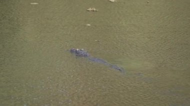 Timsah, Transpantaneira çakıl yolunun kıyısında Porto Jofre 'ye doğru Pantanal' dan geçiyor. Brezilya 'nın en büyük bataklık bölgesi..