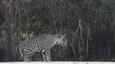 Yaralı erkek Jaguar, Panthera onca, Amerika 'ya özgü büyük yalnız bir kedi, dünyanın en büyük bataklık bölgesi olan Pantanl nehrinin kıyısında, Transpanira yakınlarında, Porto Jofre Brazil.
