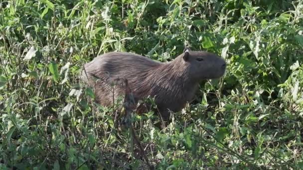 Čeledi Capybara Hydrochoerus Hydrochaeris Největší Hlodavec Světě Vodní Díry Dobytčí — Stock video
