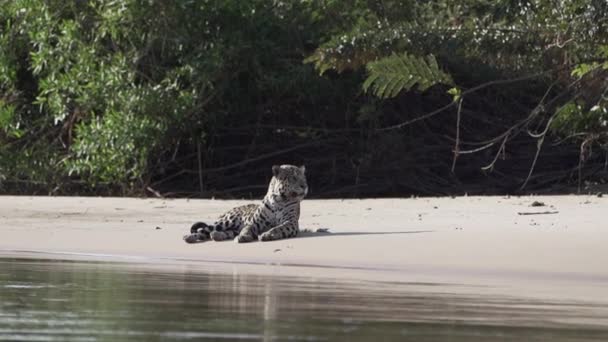 Machucado Jaguar Panthera Onca Grande Gato Solitário Nativo Das Américas — Vídeo de Stock