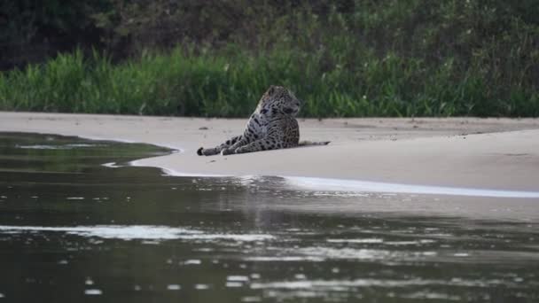 Verletzte Männliche Jaguar Panthera Onca Eine Große Einsame Katze Aus — Stockvideo