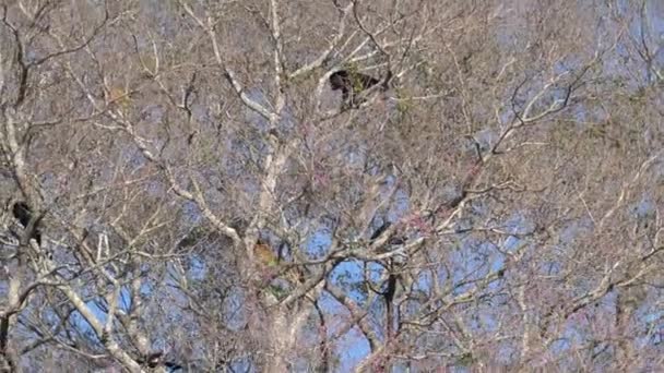 Maimuțele Howler Alouatta Urcând Prin Canapeaua Copacilor Din Zona Mlaștinilor — Videoclip de stoc