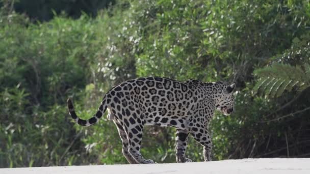 재규어 Panthera Onca 아메리카 원산의 외로운 고양이 Pantanl의 강둑에 세계에서 — 비디오