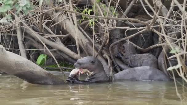 Keluarga Berang Berang Sungai Raksasa Pteronura Brasiliensis Berburu Dan Melahap — Stok Video