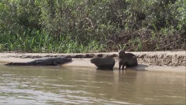 Grotere Capibara Hydrochoerus Hydrochaeris Het Grootste Knaagdier Ter Wereld Direct — Stockvideo