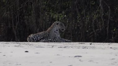 Yaralı erkek Jaguar, Panthera onca, Amerika 'ya özgü büyük yalnız bir kedi, dünyanın en büyük bataklık bölgesi olan Pantanl nehrinin kıyısında, Transpanira yakınlarında, Porto Jofre Brazil.