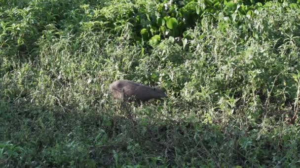 Familjen Större Capybara Hydrochoerus Hydrochaeris Den Största Gnagare Världen Vid — Stockvideo