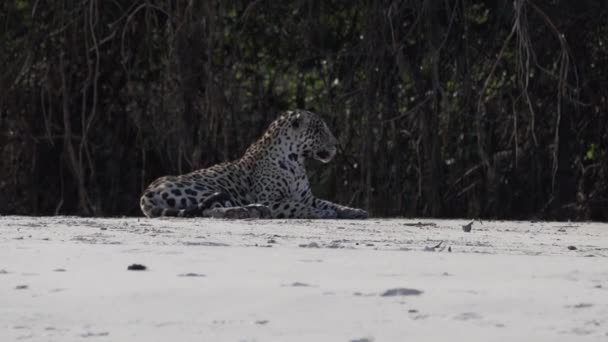 Skadade Manliga Jaguar Panthera Onca Stor Ensam Katt Hemma Amerika — Stockvideo