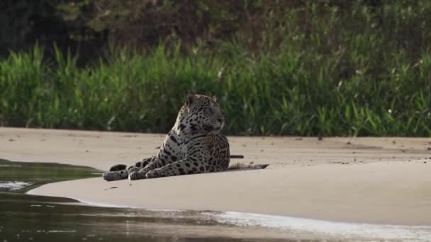 負傷した男性ジャガー パンテラ オンカ アメリカ原産の大きな孤独な猫 世界最大の沼地帯であるパンタナール川岸に横たわる トランスパンタネイラ ポルト ジョフレ ブラジルに近い — ストック動画