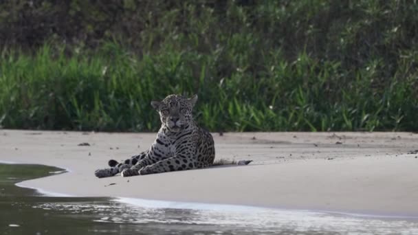 Hombre Herido Jaguar Panthera Onca Gato Solitario Grande Nativo Las — Vídeos de Stock