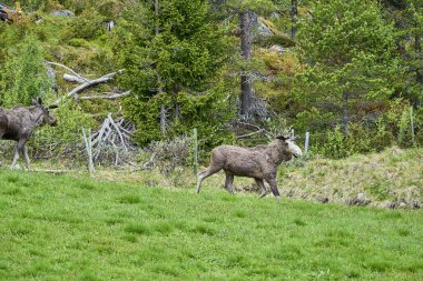 İskandinav geyiği boynuzlarıyla bir çayırda duruyor ve Norveç, İskandinavya 'da bir ormanın kenarında graning yapıyor..